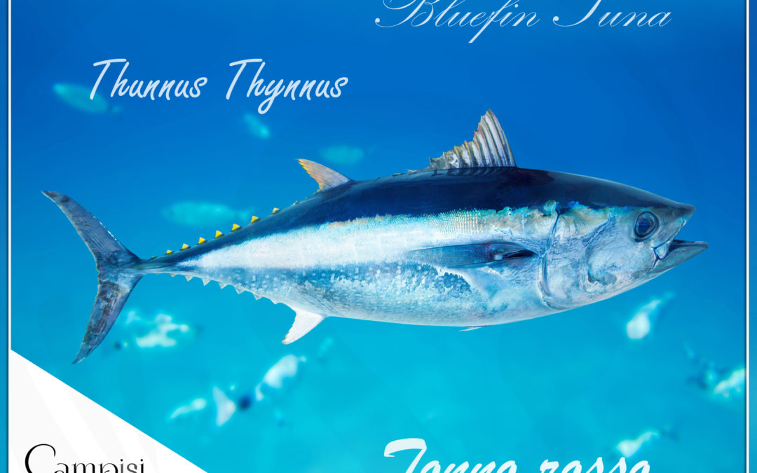 Ventresca di tonno: tre semplici ricette per una cena di pesce veloce e gustosa